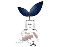 Bionic leaf