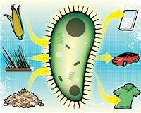 Obtaining polyester from plant oil