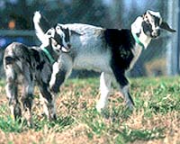 Europe Develops New Technologies To Boost Health Of Livestock