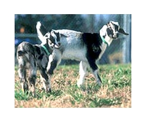Scientific Breakthrough In Genetic Studies Of Animal Domestication