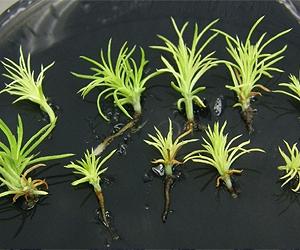 Neiker-Tecnalia obtains best optimisation of cloned Pinus genus