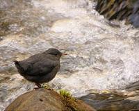 River ecosystems show 'incredible' initial recovery after dam removal