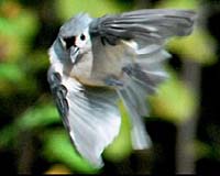 Recipe For Energy Saving Unravelled In Migratory Birds