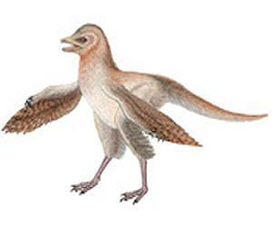 New dinosaur fossil challenges bird evolution theory