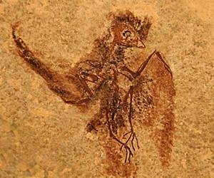 Bird fossil sheds light on how swift and hummingbird flight came to be