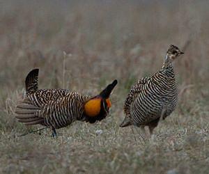 Smartphone app to help birdwatchers identify subjects of sightings