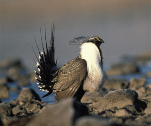 Exhaustive family tree for birds shows recent, rapid diversification