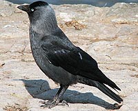 Bird Can Read Human Gaze