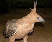 Indonesian birds face extinction due to pet trade: study