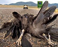 North American bird population fell by quarter over 50 years: study