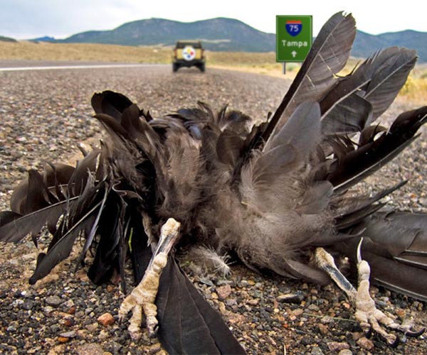 Roadsides too noisy for birds to think, crickets to mate