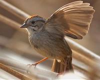 Humans, sparrows make sense of sounds in similar ways