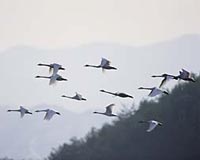 Birds can't keep up with climate change: study