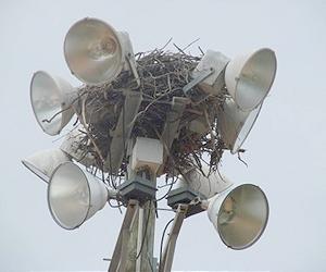 More Predators Doesn't Equal More Danger For Urban Bird Nests