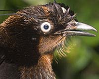 Threatened Birds May Be Rarer Than Geographic Range Maps Suggest