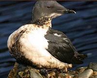 Small offshore oil spills put seabirds at risk