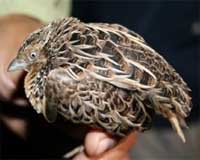 Rare Philippines quail spotted - on way to cooking pot