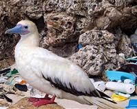 Seabird SOS