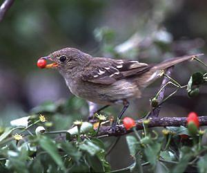 Airborne gut action primes wild chili pepper seeds
