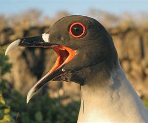 Lunar cycle determines hunting behaviour of nocturnal gulls