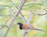 Temperature a dominant influence on bird diversity loss in Mexico