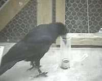 Necessity Is The Mother Of Invention For Clever Birds