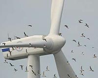Presque Isle Facility's Poses Little Threat To Nearby Birds And Bats
