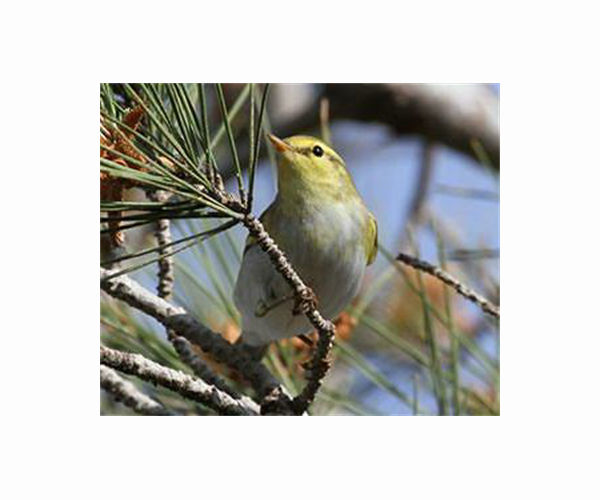 Common French bird species face 'unrelenting' decline