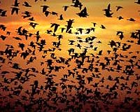 UNEP sounds alarm over decline in migratory birds