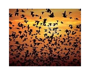 Increased Destruction Of Bird Populations Are Predicted With Rise In Global Temperatures