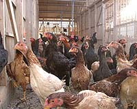 Vietnam finds bird flu in chicken smuggled from China: report