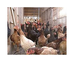 Mexico destroys 8 mn chickens amid bird flu outbreak