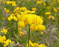 Extreme Weather Postpones The Flowering Time Of Plants