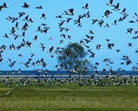 Green wave explains migratory bird routes