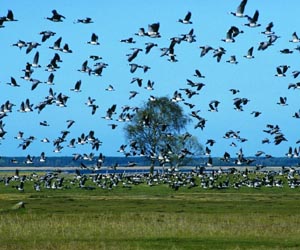 UN fears 'irreversible' damage to natural environment