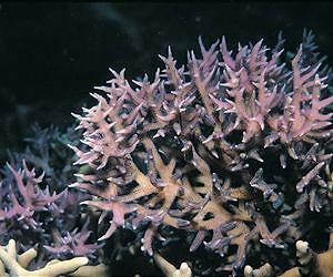 Deep-reef coral hates the light, prefers the shade