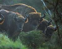 Rewilding landscapes can help to solve more than one problem