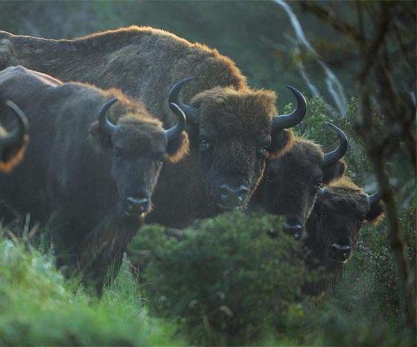 Rescued from extinction, bison rediscover Romania mountains