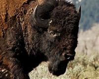 Bison ready for new pastures?