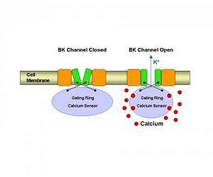 Scientists identify how major biological sensor in the body works