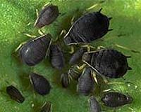 Jekyll And Hyde Bacteria Offer Pest Control Hope