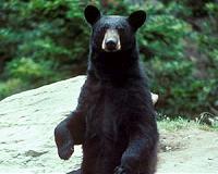 Rare Asian black bear spotted in Korean DMZ