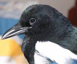 Magpies take decisions faster when humans look at them