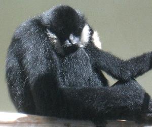Study: Asian gibbons have regional accents