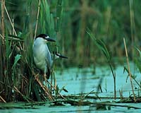 Herons Persist In Chicago Wetlands Despite Exposure To Banned Chemicals