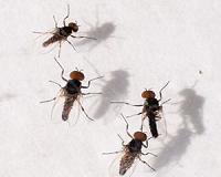 105 million years ago, flies were doing the pollinating