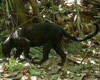 Thai tycoon faces verdict in black leopard poaching case