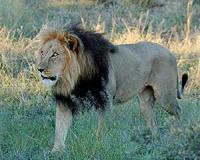 Zimbabwe hunter behind Cecil lion killing freed in sable smuggling case