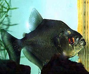 Black Piranha, Megapiranha Have Most Powerful Bites of Fish Living or Extinct