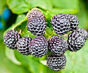 Scientists Find Aphid Resistance in Black Raspberry
